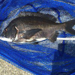 青物とヘチ釣り